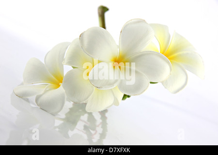 De nombreuses fleurs de frangipanier blanc sur le fond blanc. Banque D'Images