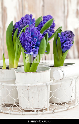 Portrait de bleu et violet fleurs jacinthes en pots blanc contre un fond de bois usés. Banque D'Images