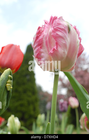 Saumon rose et blanc Parrot tulip à Holland, Michigan Banque D'Images