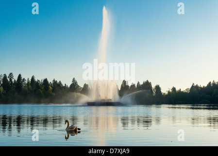 Cygne muet et fontaine, Lost Lagoon, le parc Stanley, Vancouver, British Columbia, Canada Banque D'Images