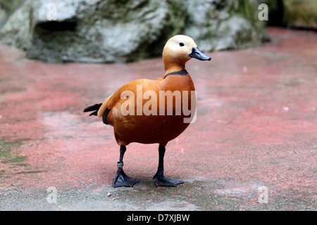 Les canards sont rouge beau séjour après la baignade. Banque D'Images