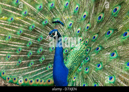 Peacock avec queue effilée que Banque D'Images