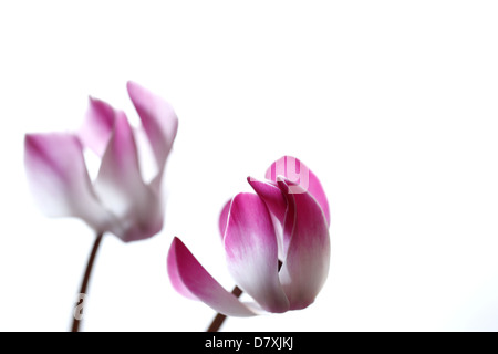 Cyclamen Banque D'Images