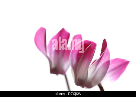 Cyclamen Banque D'Images