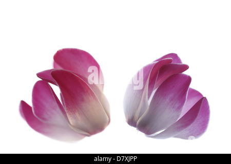 Cyclamen Banque D'Images