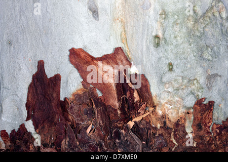 La base du tronc de la gomme au parfum de citron/Blue-spotted Gum- Corymbia citriodora Eucalyptus [] avec pile de jeter l'écorce- famille des Myrtaceae Banque D'Images