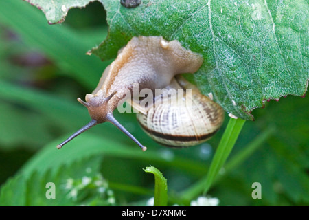 escargot Banque D'Images