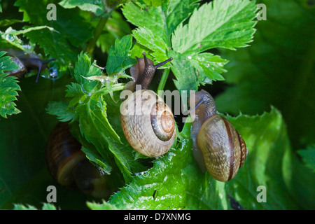 escargots Banque D'Images