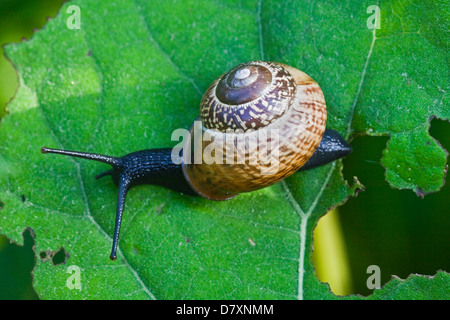 escargot Banque D'Images