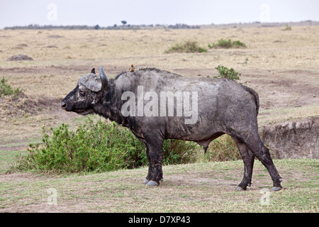 Buffle d'Afrique Banque D'Images