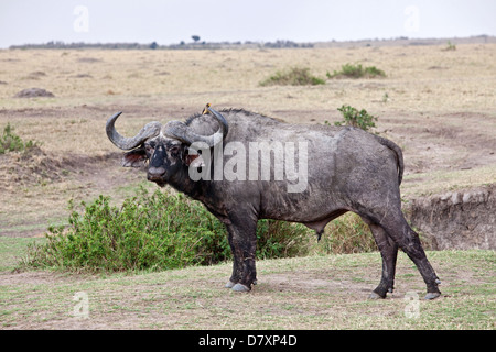 Buffle d'Afrique Banque D'Images