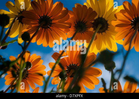 Dessous de fleurs Daisy Banque D'Images