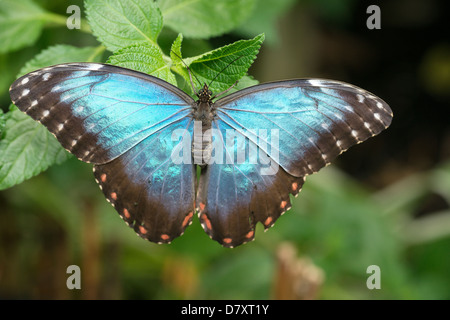 Papillon morpho bleu sur vert feuilles Banque D'Images