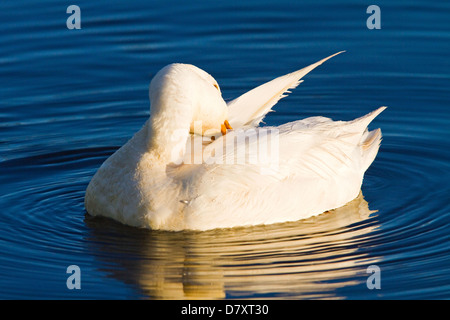 canard Banque D'Images