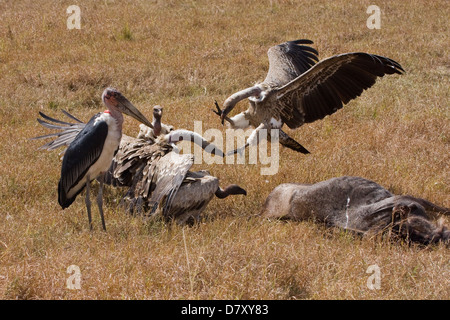 Eurasian griffon Banque D'Images