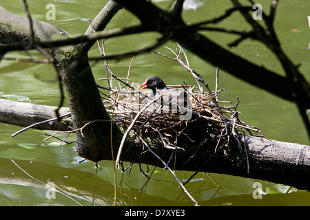 Gallinule commune Banque D'Images