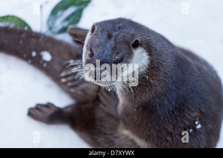 Loutre commune Banque D'Images