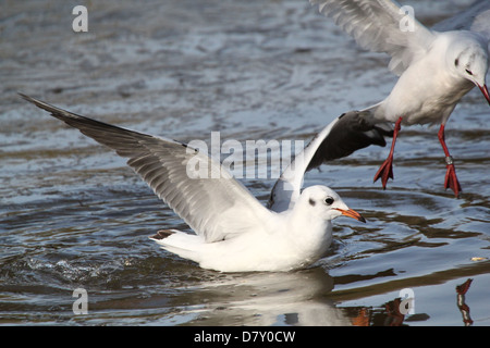 Close up détaillé d'un adulte Mouette rieuse (Chroicocephalus ridibundus) en vol Banque D'Images