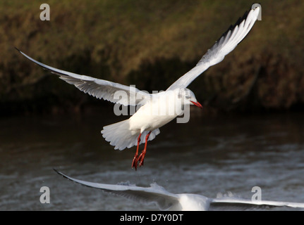 Close up détaillé d'un adulte Mouette rieuse (Chroicocephalus ridibundus) en vol Banque D'Images