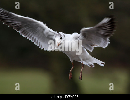 Close up détaillé d'un adulte Mouette rieuse (Chroicocephalus ridibundus) en vol Banque D'Images