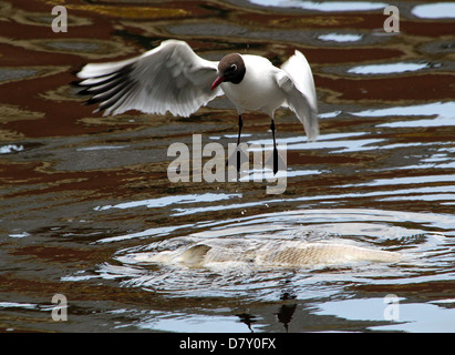 Des profils Mouette rieuse (Chroicocephalus ridibundus) manger un gros poisson mort flottant dans l'eau (12 images de la série) Banque D'Images