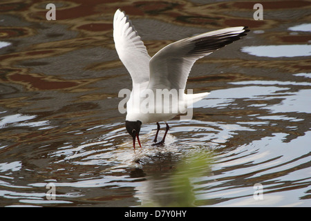 Des profils Mouette rieuse (Chroicocephalus ridibundus) manger un gros poisson mort flottant dans l'eau (12 images de la série) Banque D'Images