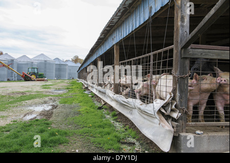 Pigs in enclosure on farm Banque D'Images