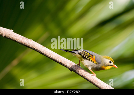 Red-billed leiothrix Banque D'Images