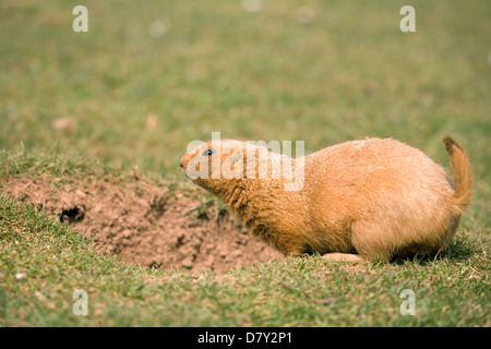 Black-Tailed Chien de prairie Cynomys ludovicianus adulte seul en métro burrow UK Banque D'Images