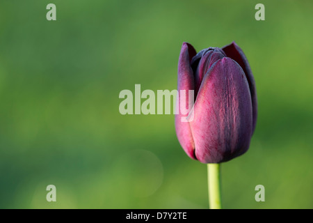 Tulipa 'Reine de la nuit'. Fleur de tulipe noire Banque D'Images