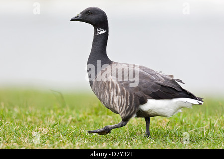 Brant américain Banque D'Images