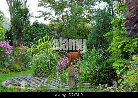 Roebuck à propos de boire à partir d'une cascade de jardin. Étang couvert de palissage pour la sécurité des enfants et la prévention. heron Banque D'Images