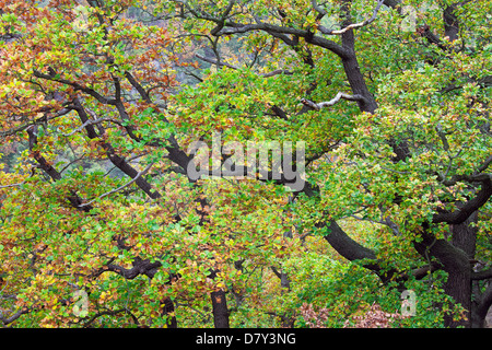 Chêne sessile / Cornish oak / chêne sessile (Quercus petraea / Quercus sessiliflora) en couleurs de l'automne Banque D'Images