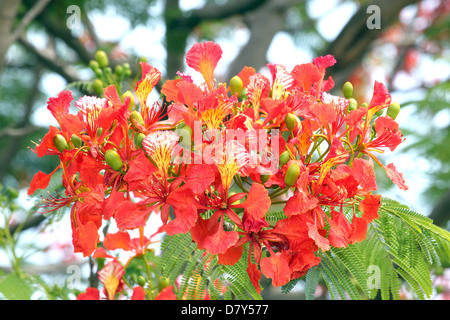 La floraison des fleurs de paon arbre plein rouge rend plus belles. Banque D'Images