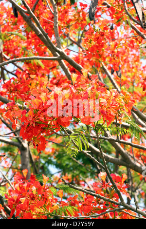 La floraison des fleurs de paon arbre plein rouge rend plus belles. Banque D'Images