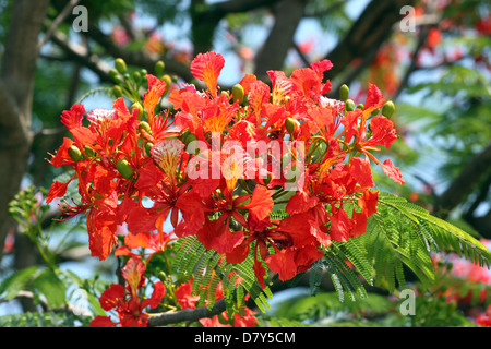 La floraison des fleurs de paon arbre plein rouge rend plus belles. Banque D'Images