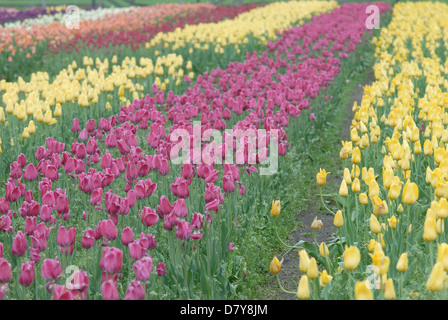 Domaine de la jaune, pourpre et peach tulips in Holland, Michigan Banque D'Images