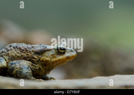 Crapaud commun était assis sur un rocher Banque D'Images