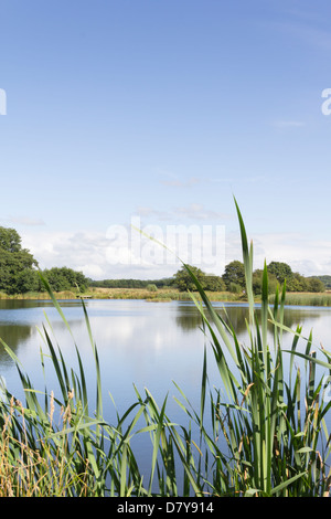 Une partie de la réserve naturelle de Brockholes près de Preston acheté et créé par le Lancashire Wildlife Trust de l'ancien des gravières. Banque D'Images