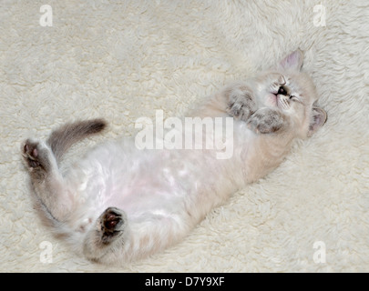 Un mignon, Balinais Siamois race mélangée chaton dormant sur le dos avec les pattes courbé sous sa tête. Banque D'Images