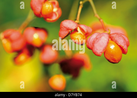 L'Allemagne, la Nature Park Odenwald : la fusée commum fruits (Euonymus europaeus) Banque D'Images