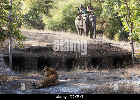 Tigre du Bengale, Panthera tigris tigris, Bandhavgarh National Park, le Madhya Pradesh, Inde Banque D'Images