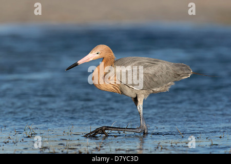 Pêche Aigrette rouge Banque D'Images