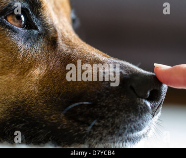 Fidèle, aimant la confiance d'un chien à son propriétaire Banque D'Images