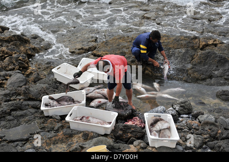 Pêcheurs préparant leurs poissons fraîchement pêchés sur des roches, Playa Blanca, Lanzarote, îles Canaries. Banque D'Images