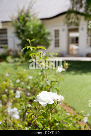 Close up of white flowers in backyard Banque D'Images