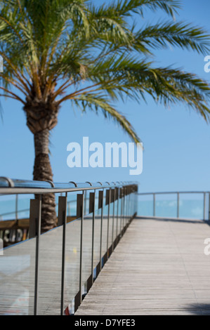 Palmier à côté d'une passerelle à la populaire station balnéaire de Puerto de Alcudia, Mallorca, Espagne Banque D'Images
