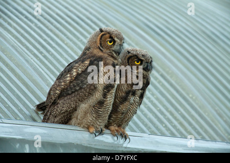 Le Grand-duc owlets perché sur le toit de serre -Victoria, British Columbia, Canada. Banque D'Images