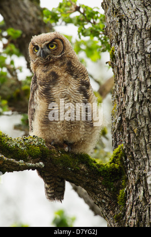 Grand-duc d'Amérique owlet perché en grand chêne -Victoria, British Columbia, Canada. Banque D'Images