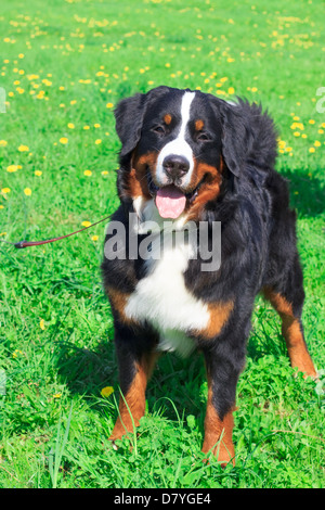 Gros mignon chien race Bouvier Bernois standing and smiling sur pelouse printemps vert Banque D'Images